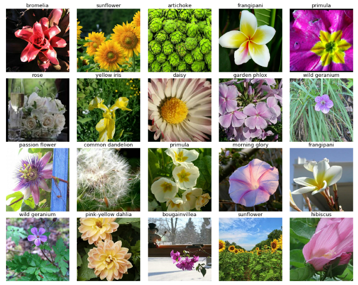 Flower Classification with TPUs | kaggle-Flower-Classification-TPUs